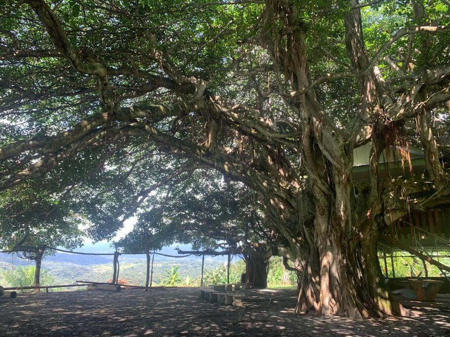 Disfruta Del Contacto Con La Naturaleza Διαμέρισμα Πουνταρένας Εξωτερικό φωτογραφία